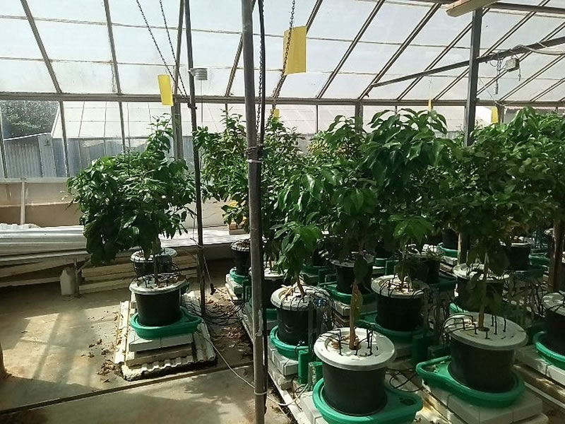 Plant-DiTech公司與希伯來大學(xué)羅伯特·史密斯農(nóng)業(yè)食品和環(huán)境學(xué)院溫室合作研究項目.jpg